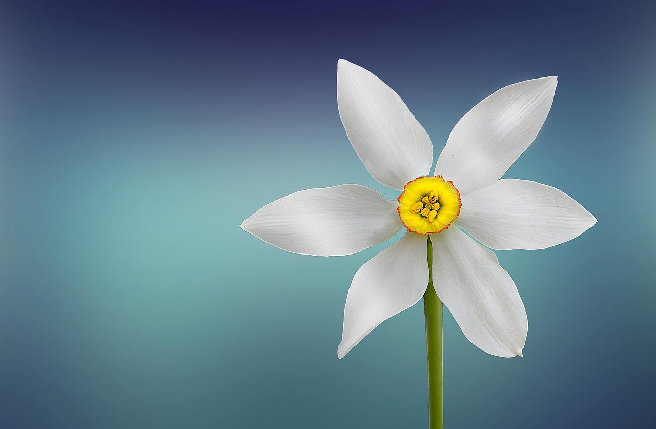 Ornamental Flor Delicada