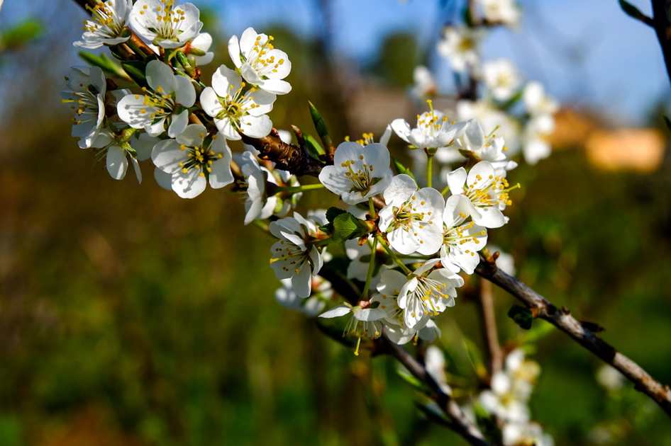 Ramos Florais 001