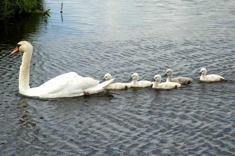 Floral 6