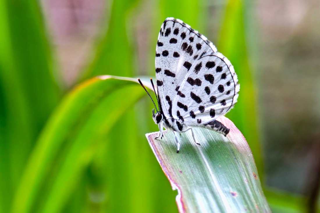 Gatinho Heart