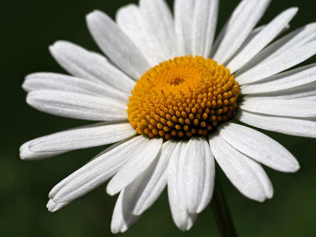 Ursinha Mell Moldura