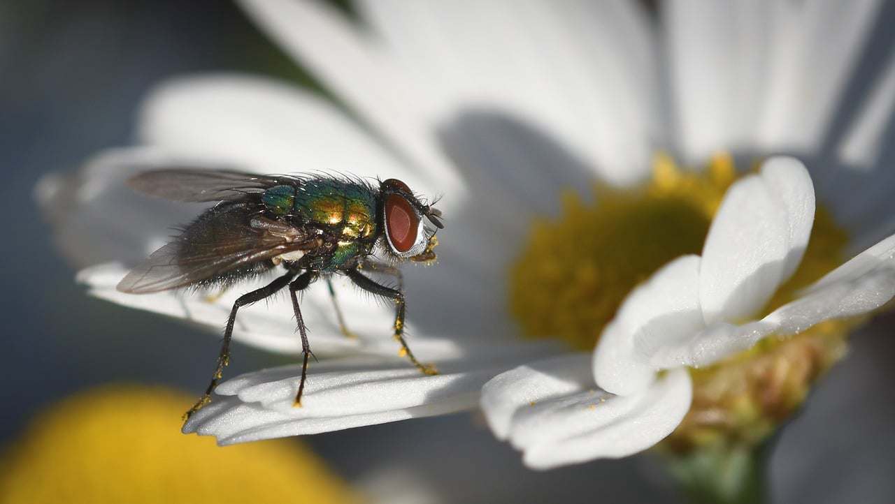 Floral Beija-flor