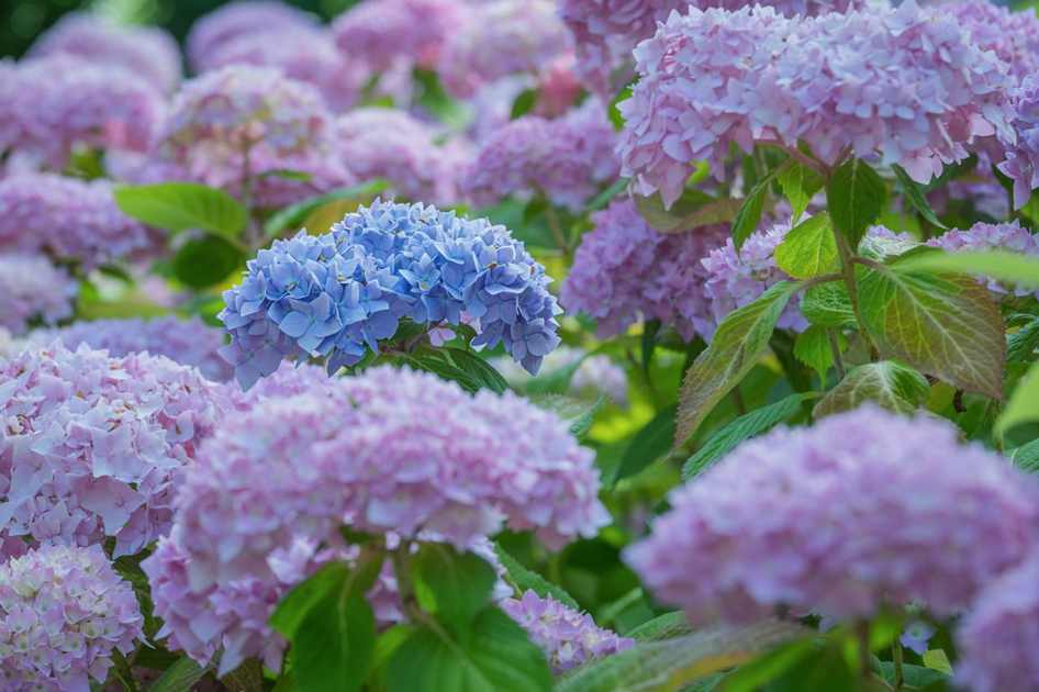 Floral Blue Ice