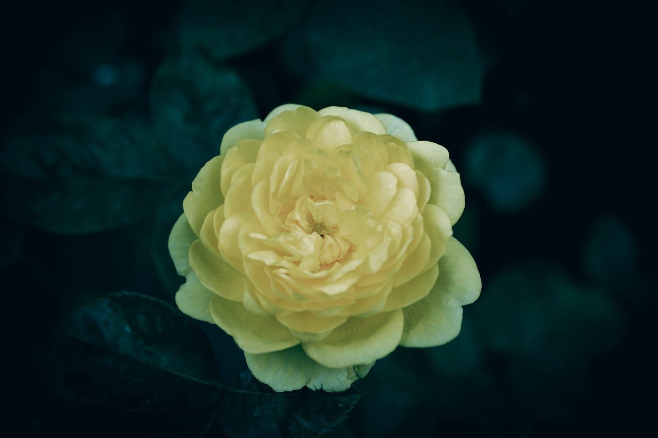 Alfabeto Florescer