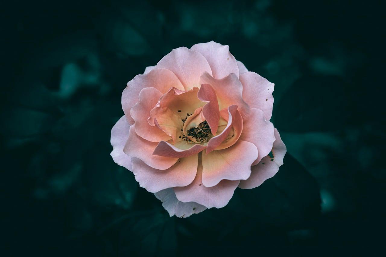 Rosa 1