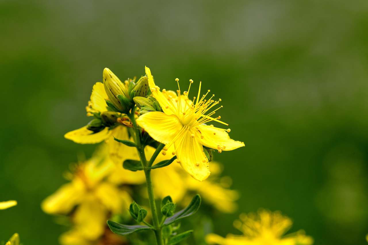 Rosa 1