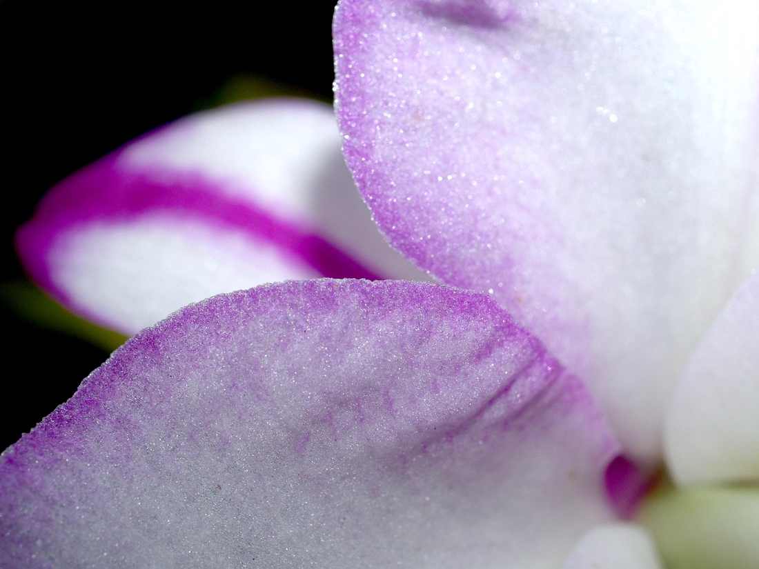 Barras Florais
