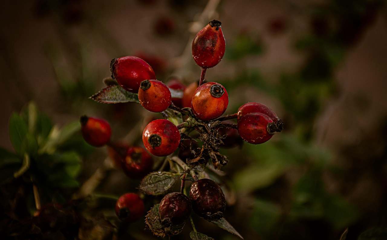 Rosa Belíssima