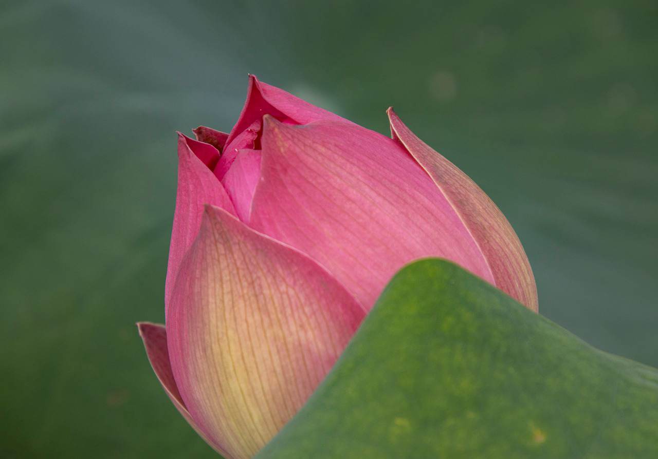 Sunbonnet Morango