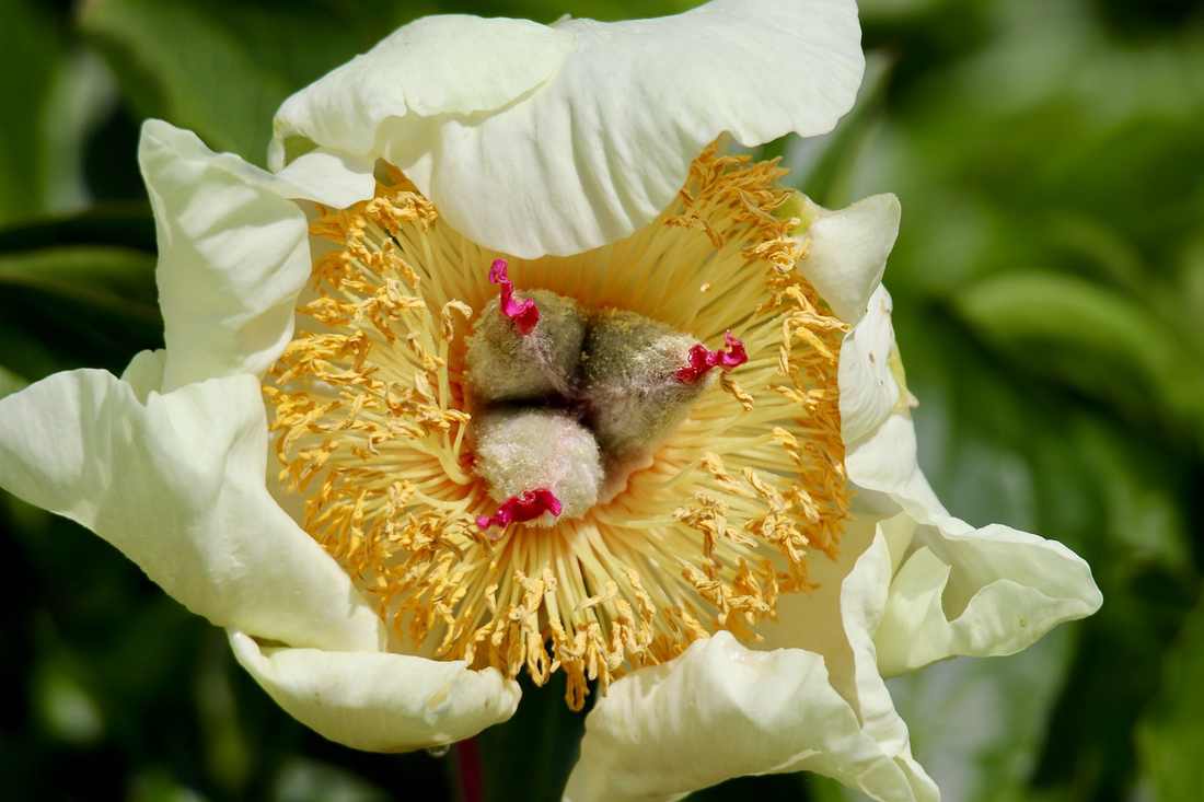 Tulipa Aplique 1