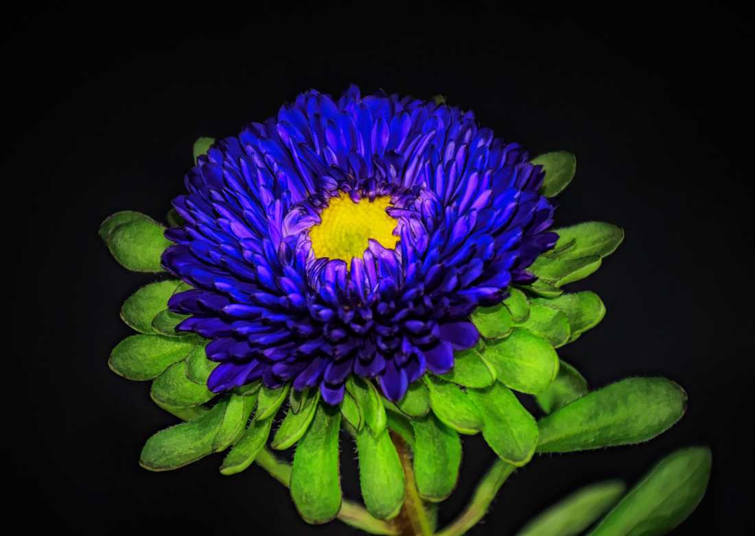 Sunbonnet Religiosa