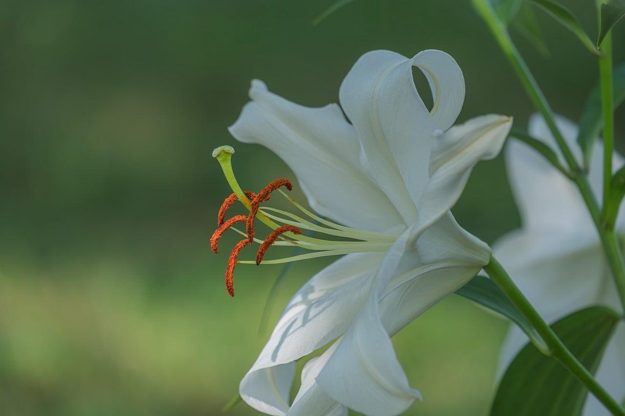 Floral Victória