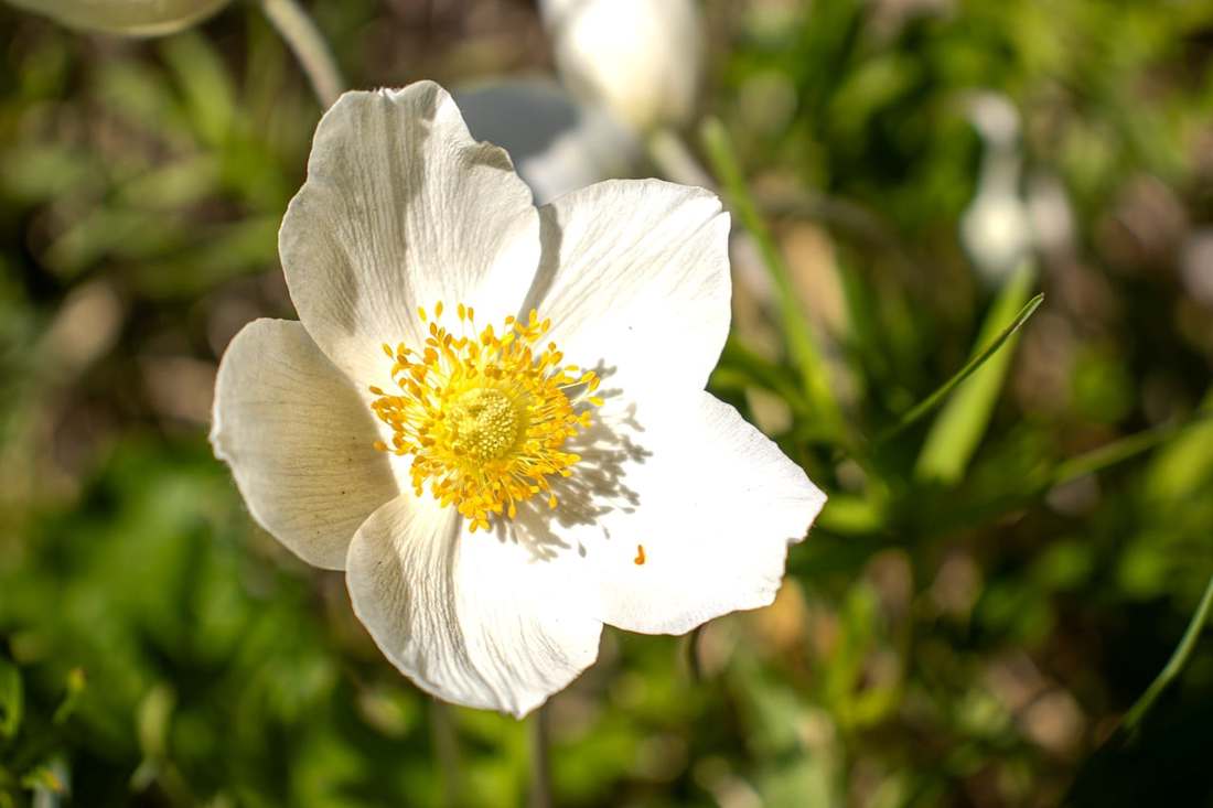 Flores Cenarium