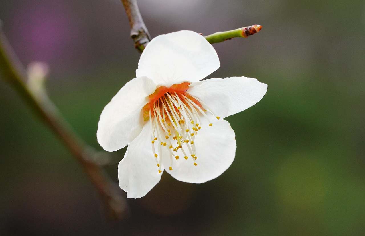 Flores Delicat