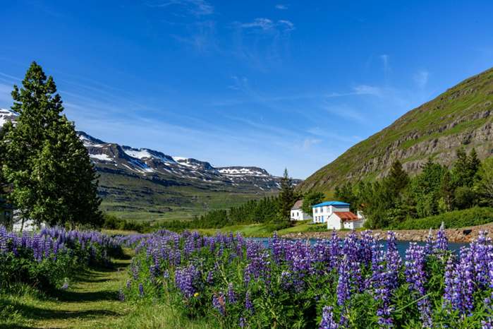 Flores Fáceis