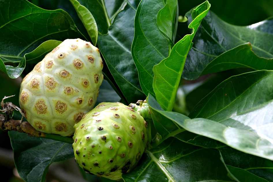 Frutas E Legumes Aplique 001