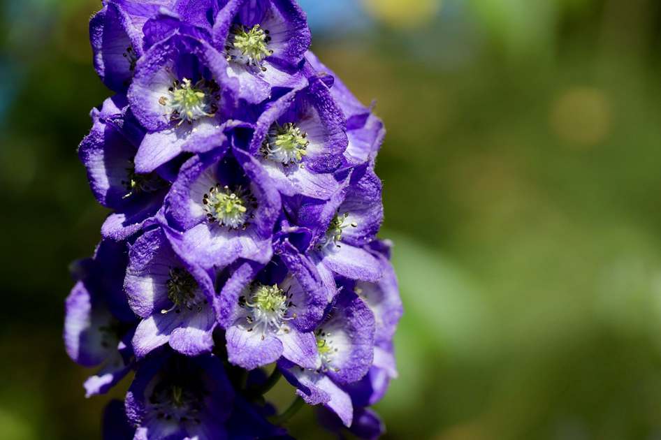 Alfabeto Aplique Purple