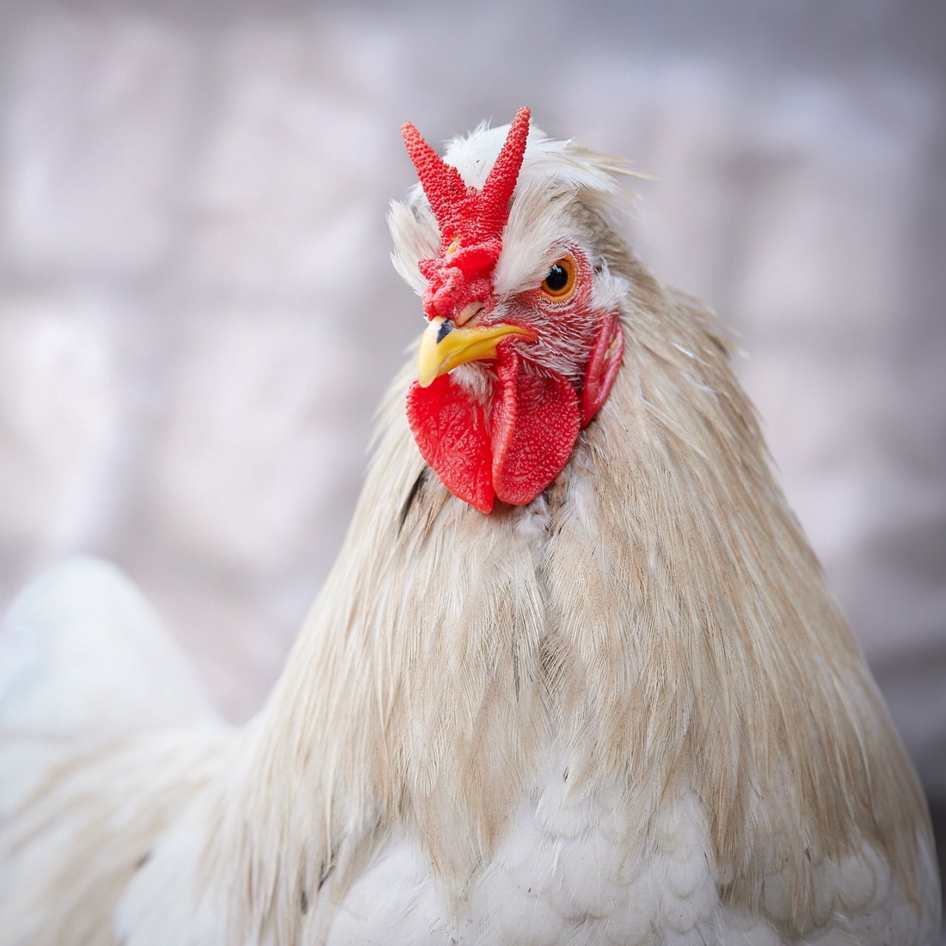 Animais Critters Aplique