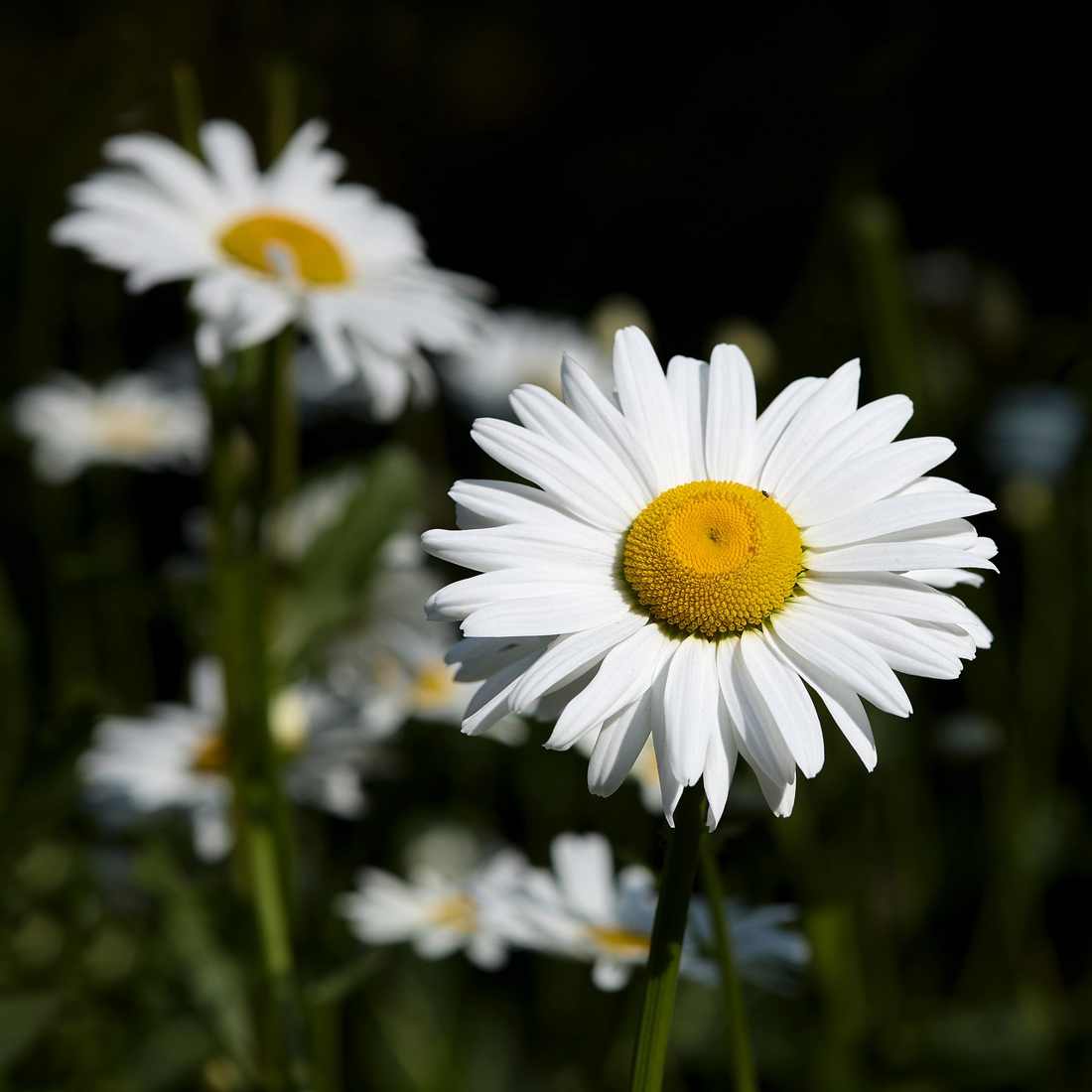 Moldura Flor Vazada Pequena