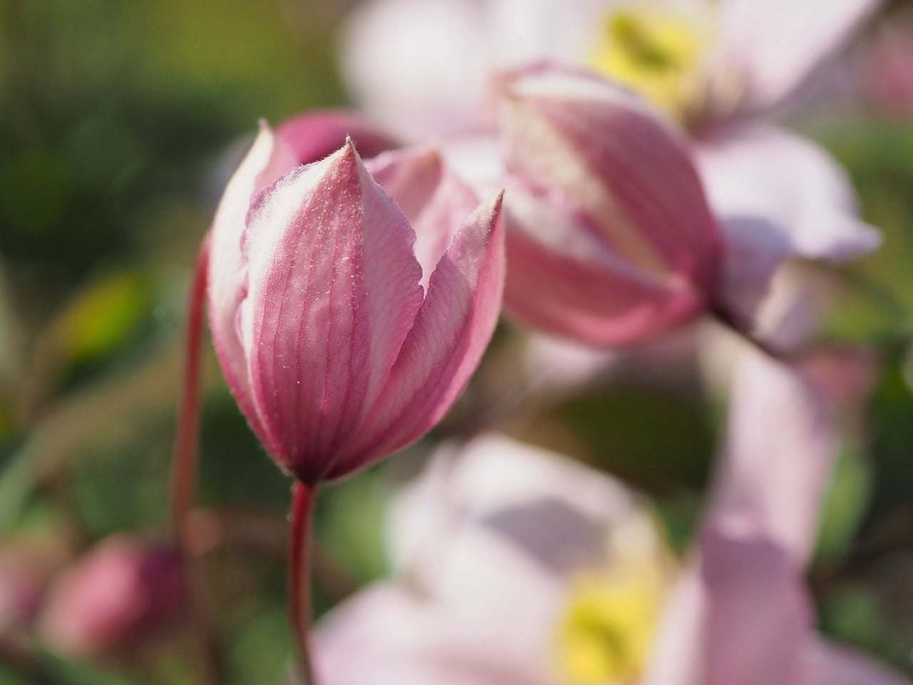 Floral Ponto Cruz 3