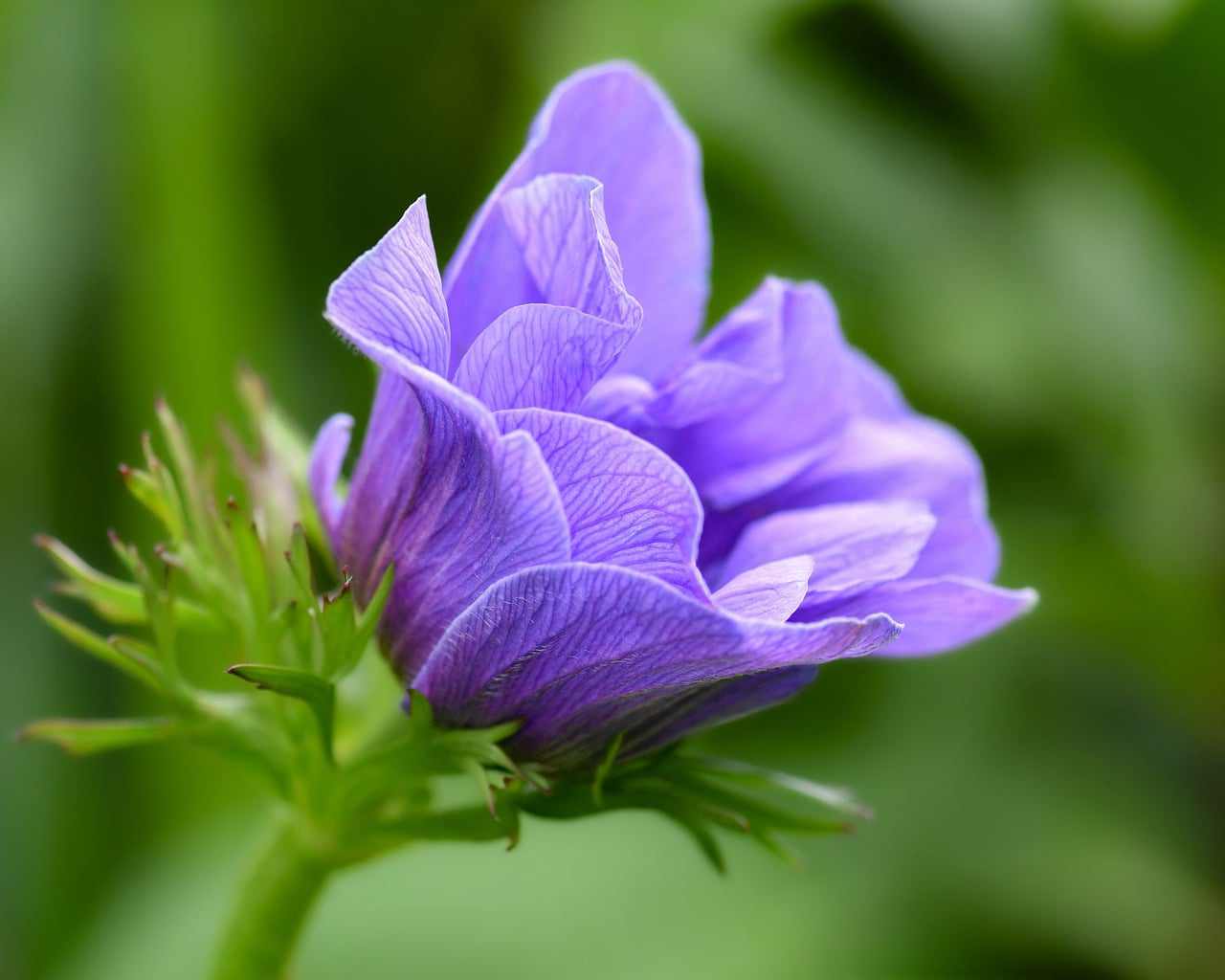Floral 20 Aplique