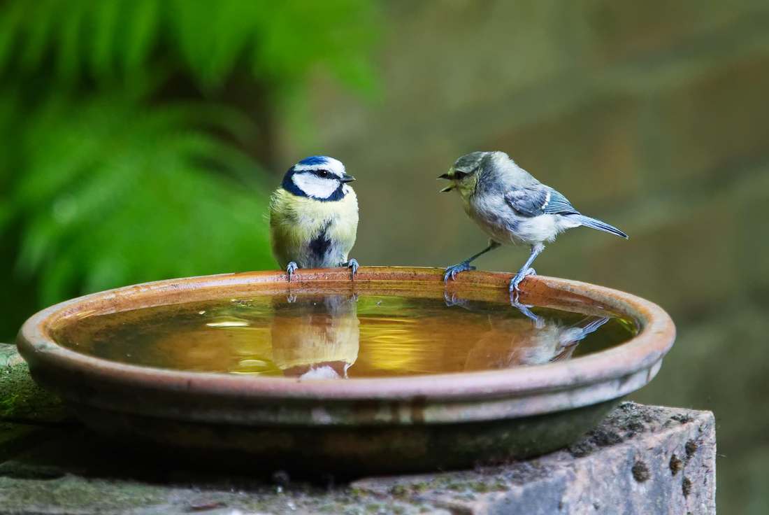 Anjos Natalinos 01
