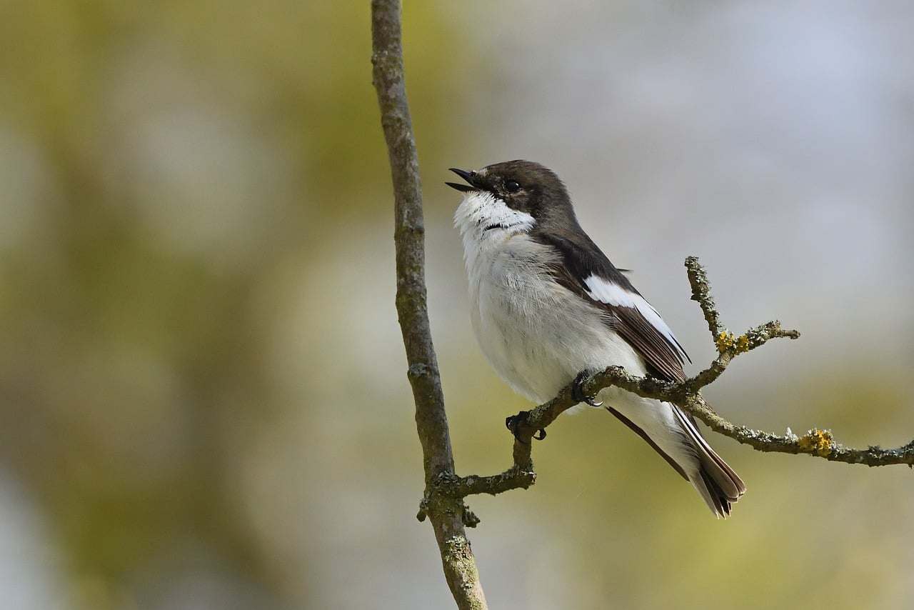 Dia Das Mães 001
