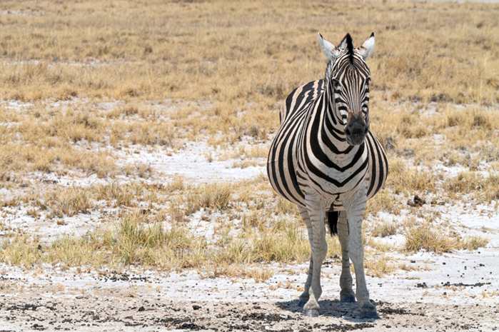 Girassol 7