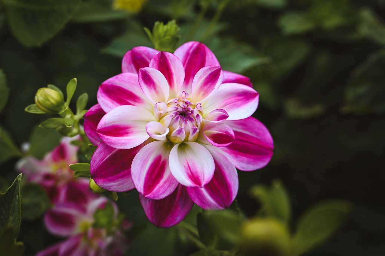 Floral 57 Aplique