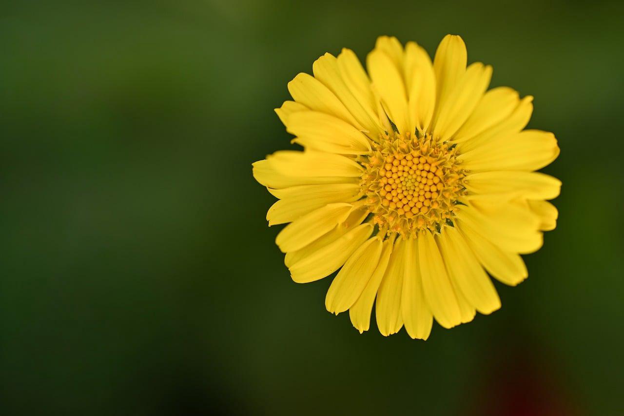Corações Florais 003
